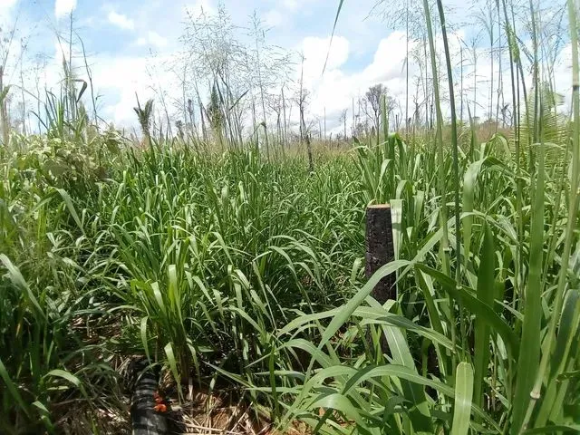 Imagem 5: Vende-Se Sítio de 84 Alqueires em Humaitá-Amazonas