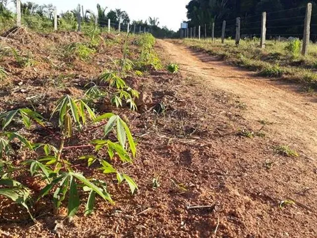 Imagem 7: Vende-Se Sítio de 84 Alqueires em Humaitá-Amazonas