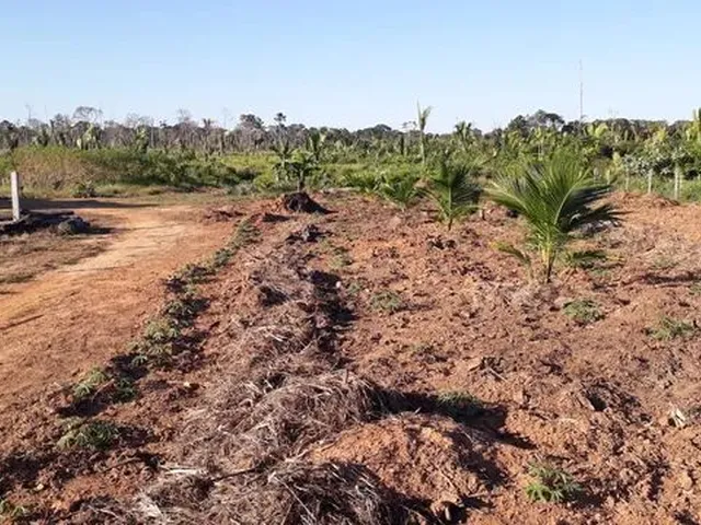 Imagem 9: Vende-Se Sítio de 84 Alqueires em Humaitá-Amazonas