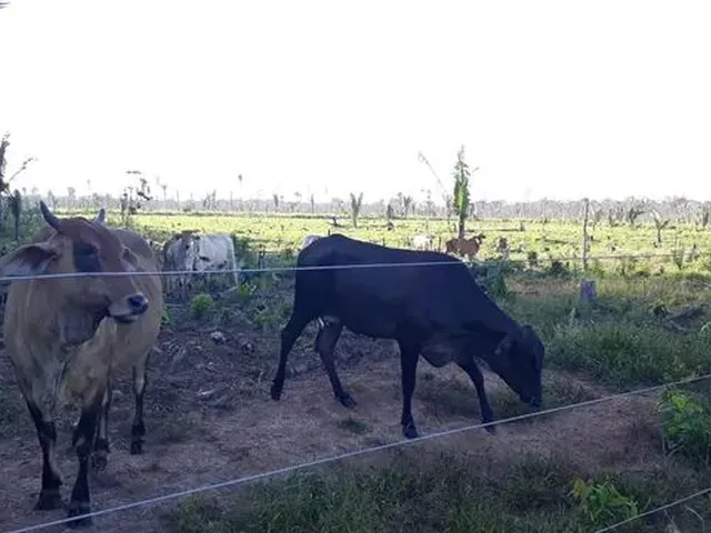 Imagem 11: Vende-Se Sítio de 84 Alqueires em Humaitá-Amazonas