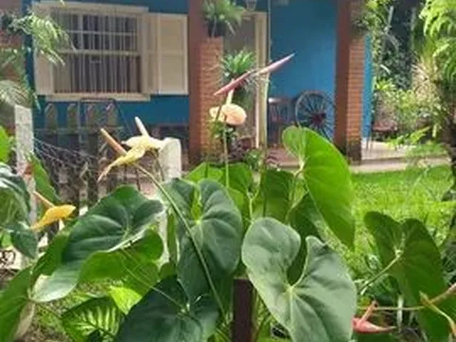 Imagem: Sitio com Picina Casa Sede e Casa de Caseiro