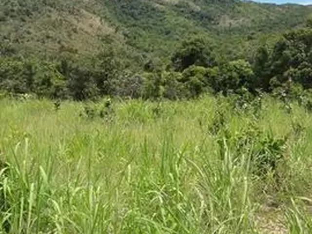 Imagem: Fazenda 43,5 Alq - Vendo Ou Alugo