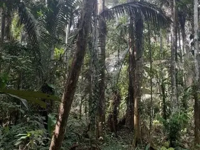 Imagem 3: Um Ótimo Terreno Medindo 30 M X 100 M (3000 M²)