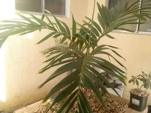 Imagem 6: Casa em José de Anchieta, Avista Ou Parcelado