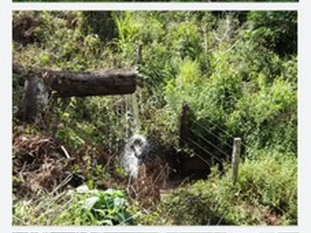 Imagem: Fazenda no para 6.000 Hectares