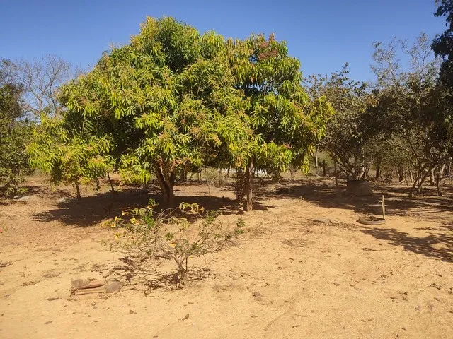 Imagem: Sítio 30 Hectares 41 Km de Buritis Mg