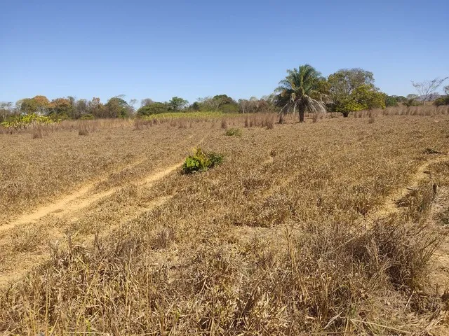 Imagem 13: Sítio 30 Hectares 41 Km de Buritis Mg