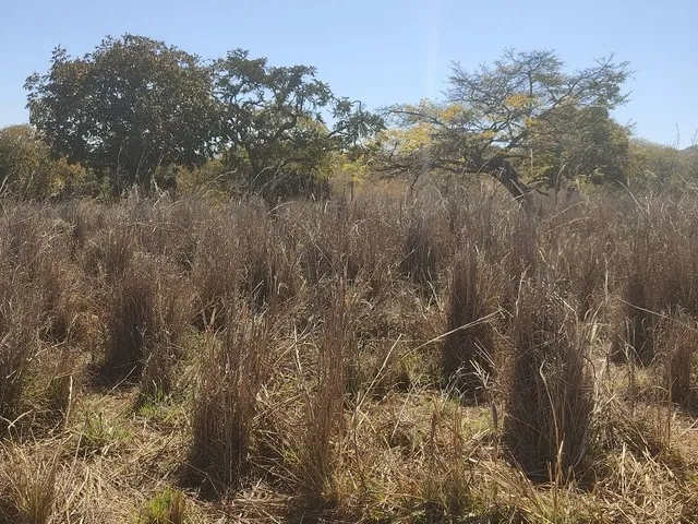 Imagem 16: Sítio 30 Hectares 41 Km de Buritis Mg