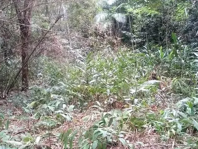 Imagem 4: Sitio de 5 Alq, Doc Ok!! a 3Km do Centro de Morretes!!!