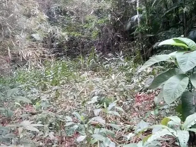 Imagem 2: Sitio de 5 Alq, Doc Ok!! a 3Km do Centro de Morretes!!!