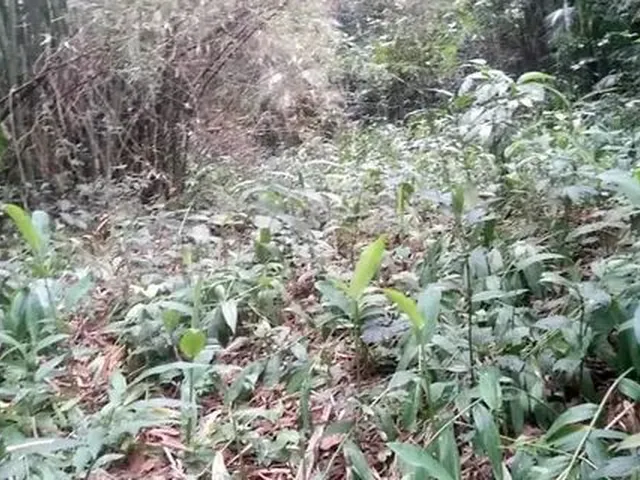 Imagem 3: Sitio de 5 Alq, Doc Ok!! a 3Km do Centro de Morretes!!!