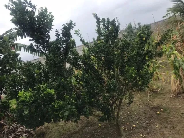 Imagem 3: Terreno em Salgado 1.134,76 M²