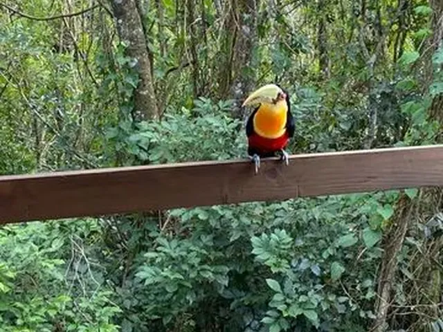 Imagem: Aluga-Se Casa na Costa da Lagoa