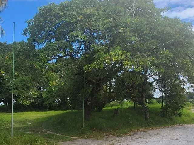 Imagem 2: Terreno Ananindeua- Aguas Lindas