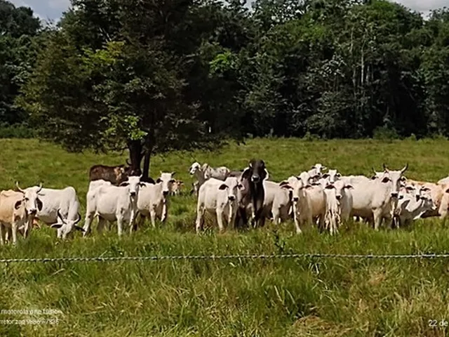 Imagem: 136 Hectares a 50Km de Belém-Pa com Pasto