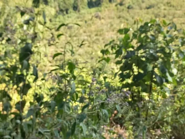 Imagem 1: Sitio Domingos Martins 100 Mil