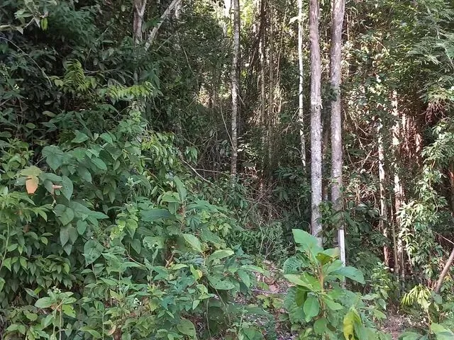 Imagem 7: Sitio Domingos Martins 100 Mil