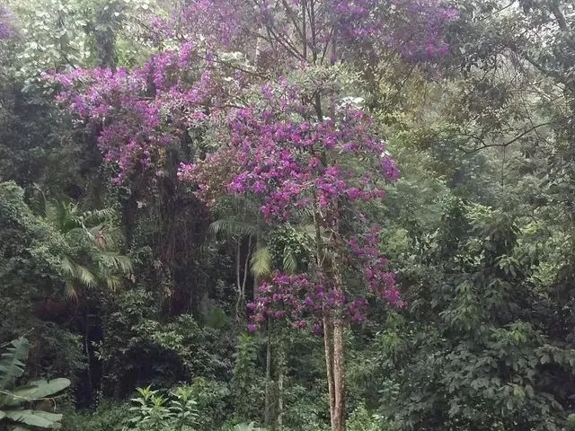 Imagem 3: Sitio Domingos Martins 100 Mil
