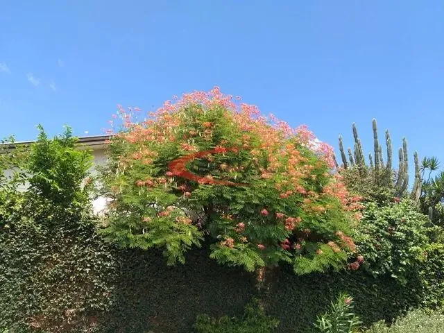 Imagem: Acidade Arealva! Excelente Casa