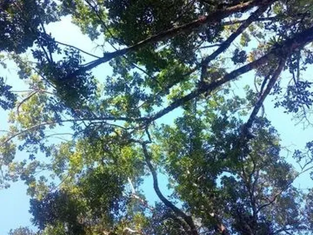Imagem: Vendo Chácara em Guaratuba