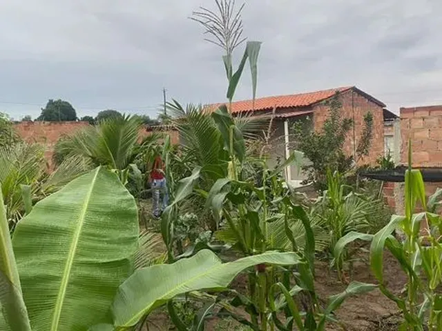 Imagem 5: Sitio Chácara com venda por R$60.000