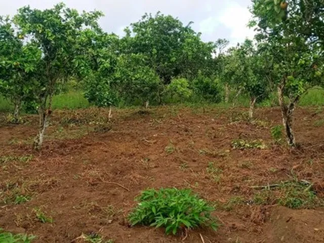 Imagem 4: Vendo Excelente Sitio em Jaguaripe
