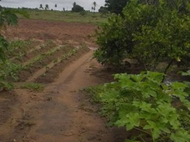 Imagem 1: Granja/Sítio em Brejinho com 2 Há. Casa