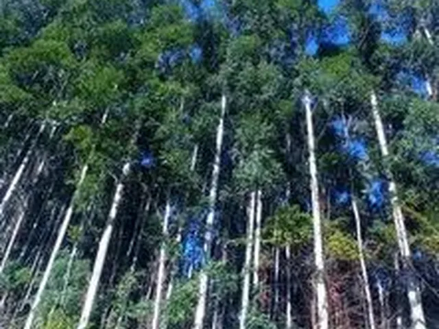 Imagem 1: Chácara 15 Hectares, Valor 169,800,00