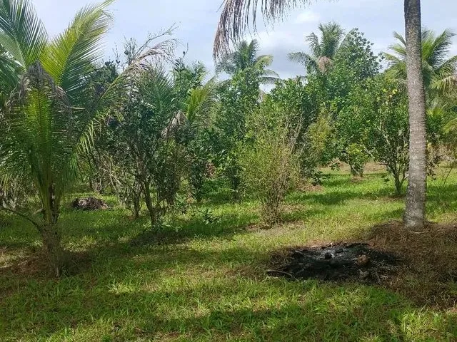 Imagem 3: Sitio Chácara com venda por R$550.000