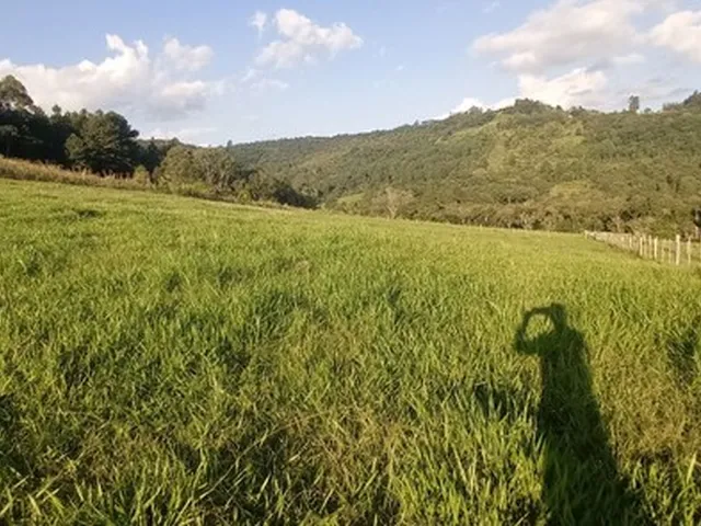 Imagem 8: Chácara com 2 Hectares com Arroio