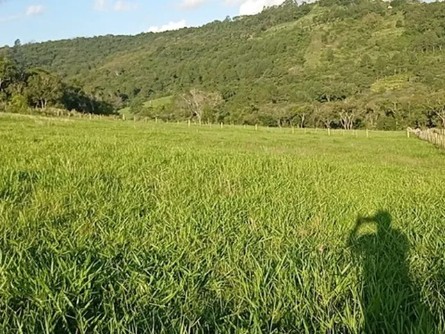 Imagem 14: Chácara com 2 Hectares com Arroio