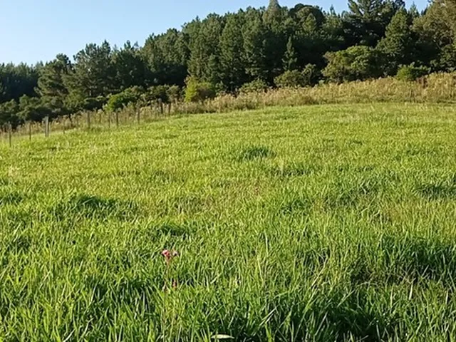 Imagem 5: Chácara com 2 Hectares com Arroio