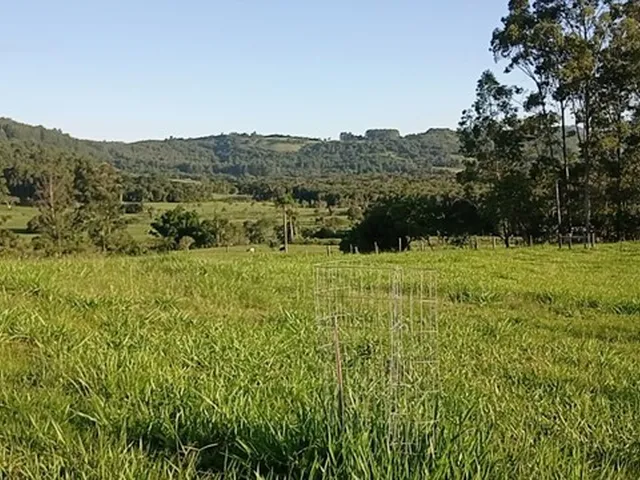 Imagem 7: Chácara com 2 Hectares com Arroio