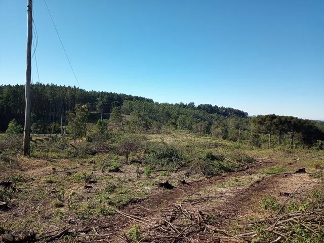 Imagem: Sítio de Três Hectares com Vísta em Gramado