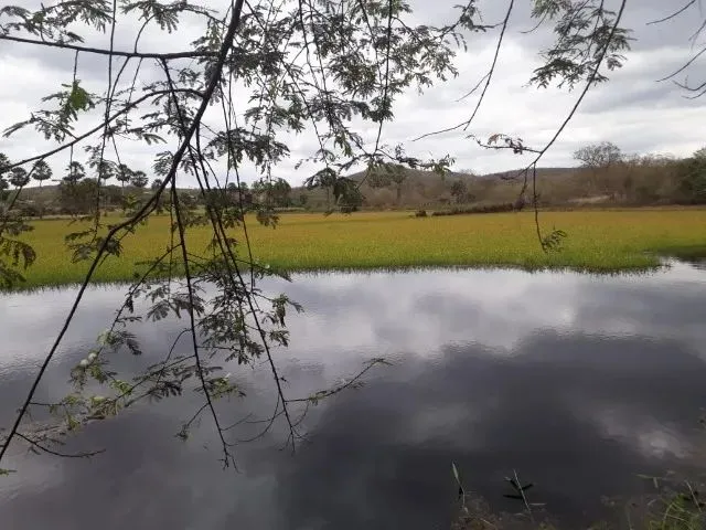 Imagem 15: Fazenda Entre Paramoti e General Sampaio - 250Ha. Oportunidade!