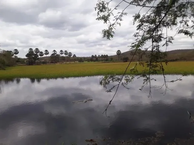 Imagem 16: Fazenda Entre Paramoti e General Sampaio - 250Ha. Oportunidade!