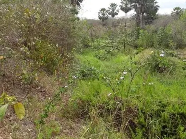 Imagem 3: Fazenda Entre Paramoti e General Sampaio - 250Ha. Oportunidade!