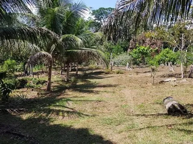 Imagem: Sítio - Excelente Oportunidade! Vendo Sítio