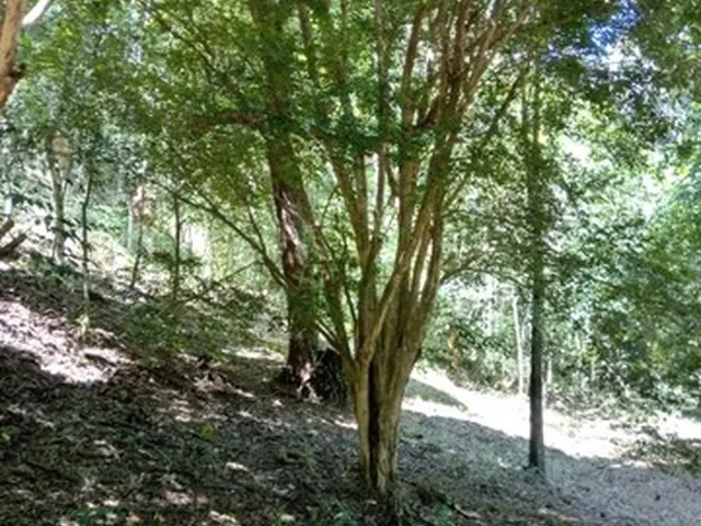Imagem 5: Chácara de 5.000M² em Jambeiro - Sp