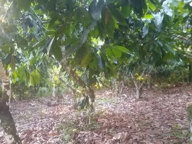Imagem: Sítio À Venda