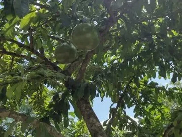 Imagem: Sítio em Ananindeua