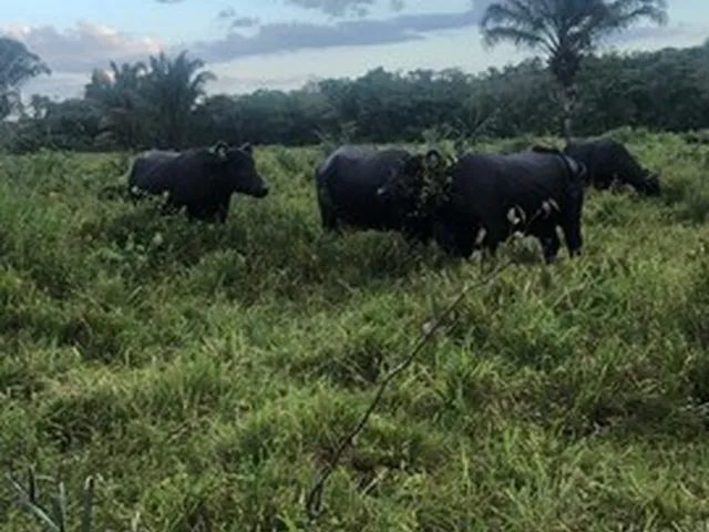 Imagem: 300 Alqueires a 120Km de Belém Casa Sede