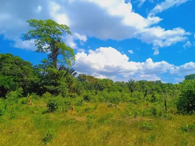 Imagem 10: Vende-Se Sítio no Rio Preto da Eva