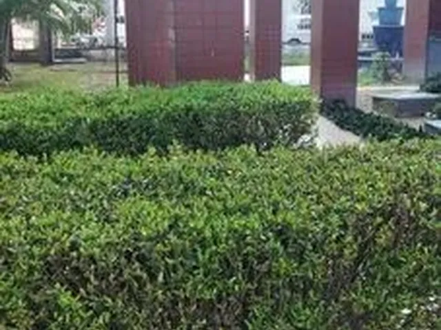 Imagem: Apartamentos 3 Dormitórios. Vieralves