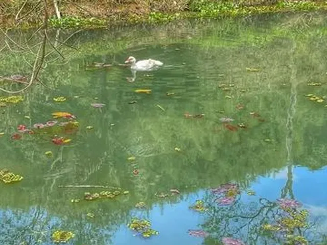 Imagem 10: Vendo Sítio em Adrianoplis (Nova Iguaçu