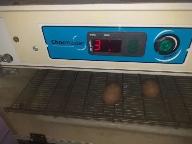 Imagem: Chocadeira Automática
