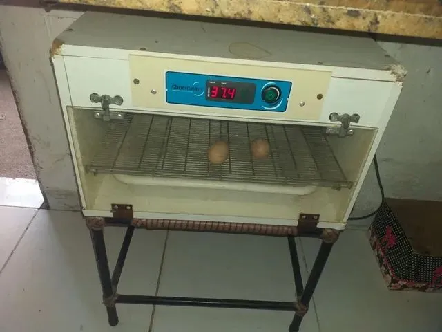 Imagem 4: Chocadeira Automática