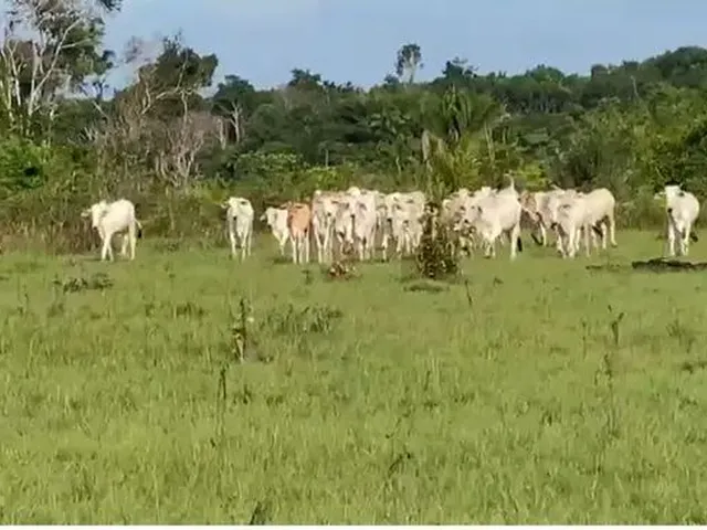 Imagem: Fazenda no Pará, 85 Alqueires Ou 17 Lotes