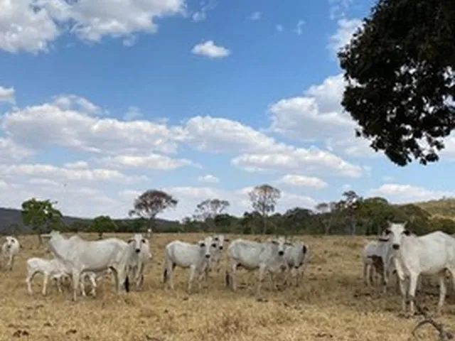 Imagem 9: Fazenda de 120 Alqueires em Pirenópolis