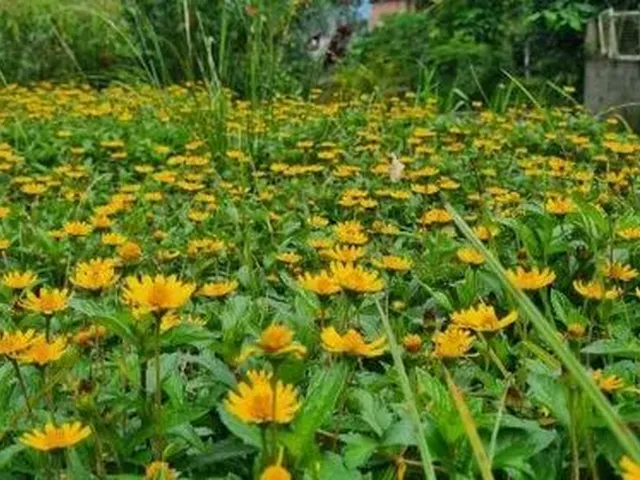 Imagem 7: Vendo Um Terreno em santa Rosa - Petrópolis